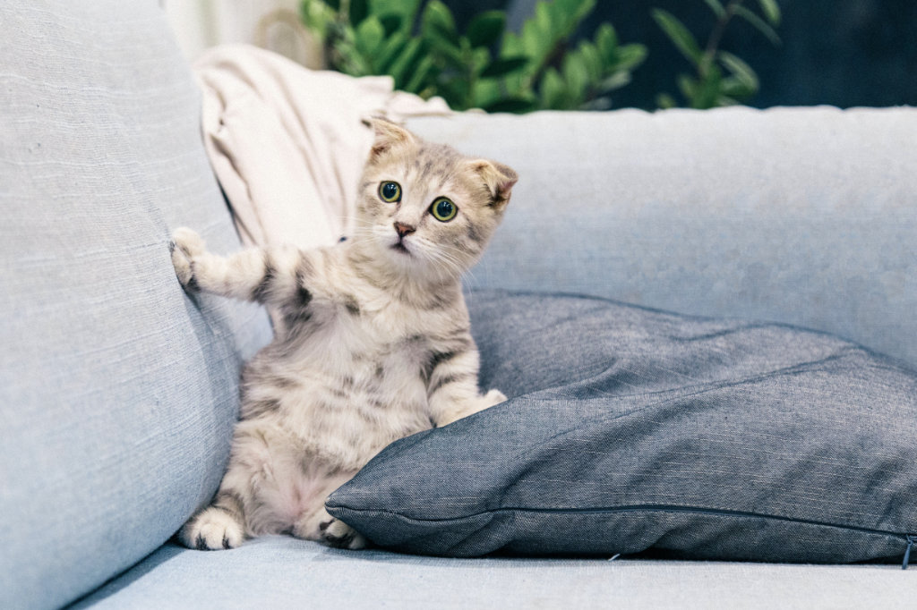 Angry cat