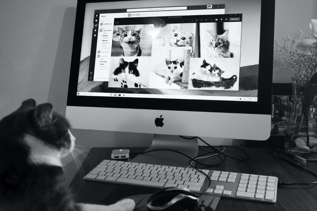 Cat sitting in front of the coputer and videocalling its cat friends