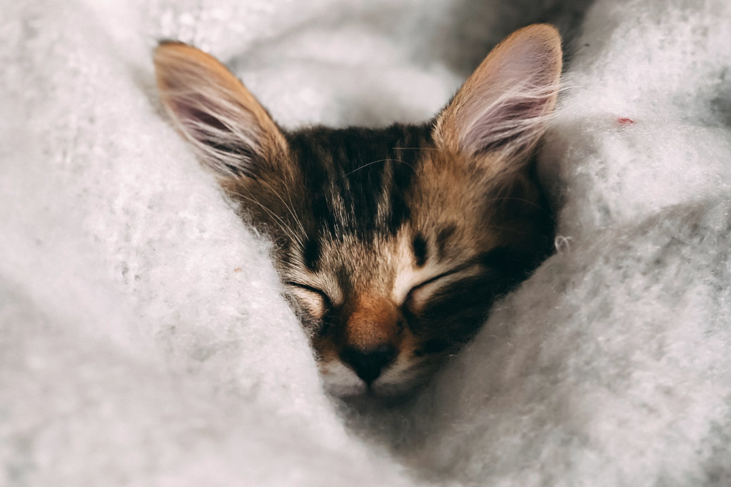 Cat sleeping in bed